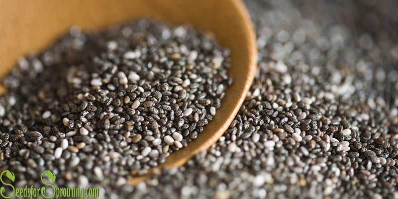 How to Sprout Chia Seeds