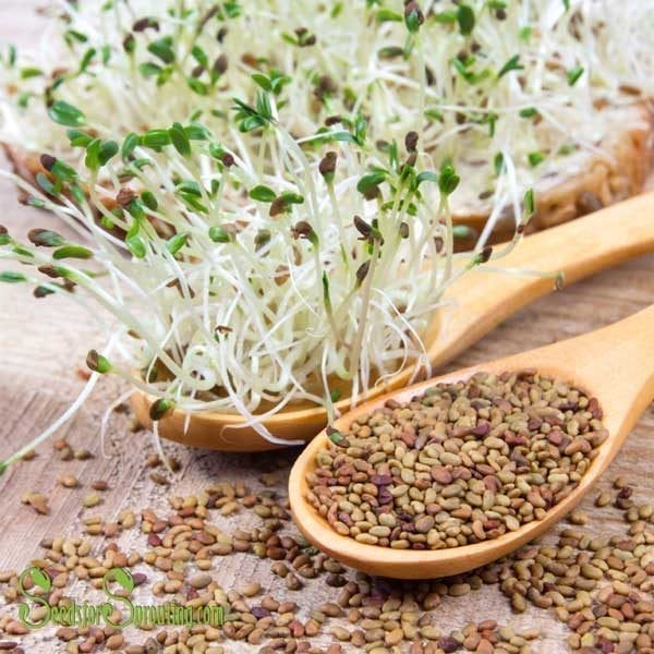 Organic Cress seeds for Sprouts