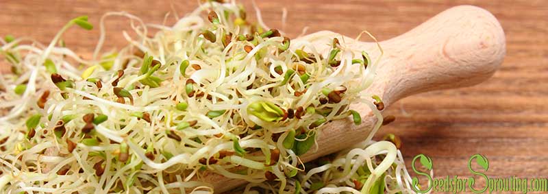 Alfalfa Sprouts – Health Benefits and Nutrition Facts