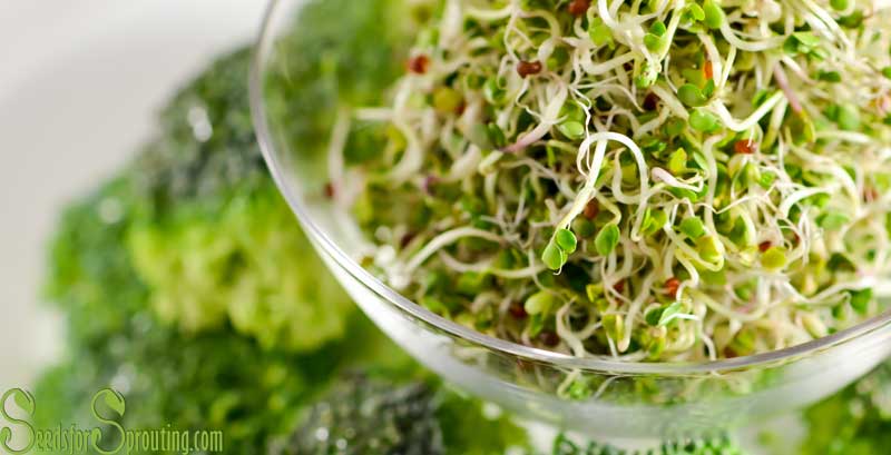Broccoli Sprouts Benefits – The Powerful Health Benefits of Sprouted Broccoli Seeds