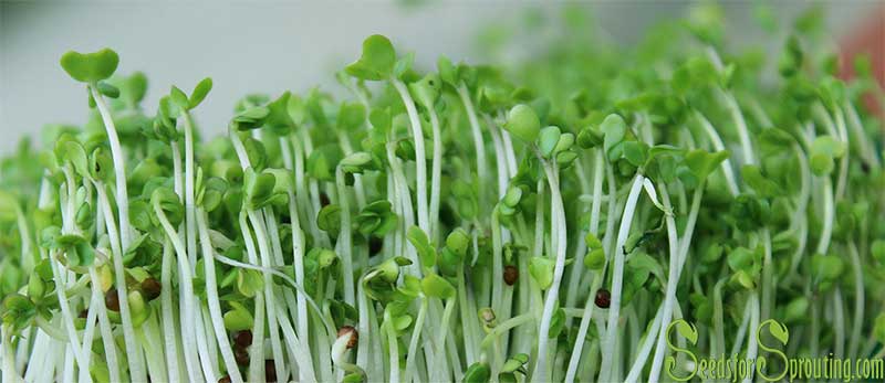 Broccoli Sprouts as a Powerful Antioxidant
