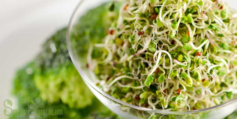 broccoli sprouts