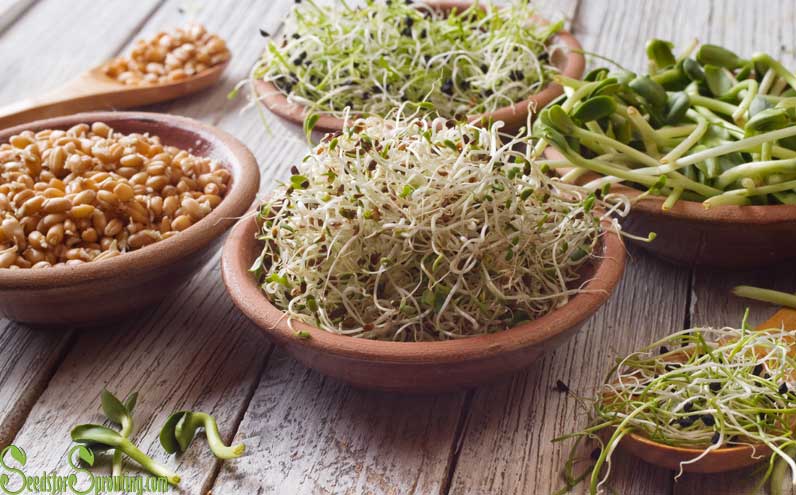 How to Grow Sprouting Seeds and the Benefits They Offer